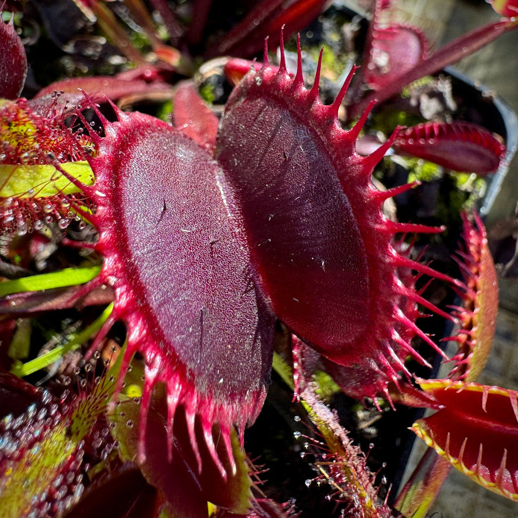 Venus Fly Trap Red Flower seeds for Planting Pollinator Friendly, Heirloom & GMO Free Seeds for Home Garden seeds for planting