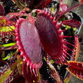Venus Fly Trap Red Flower seeds for Planting Pollinator Friendly, Heirloom & GMO Free Seeds for Home Garden seeds for planting