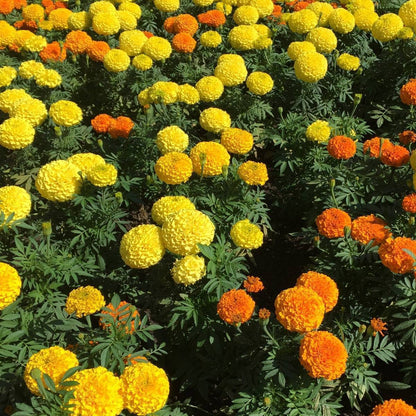 Mixed African Marigold Flower seeds for Planting - Sun Loving, Heirloom & GMO Free Seeds for Home Garden
