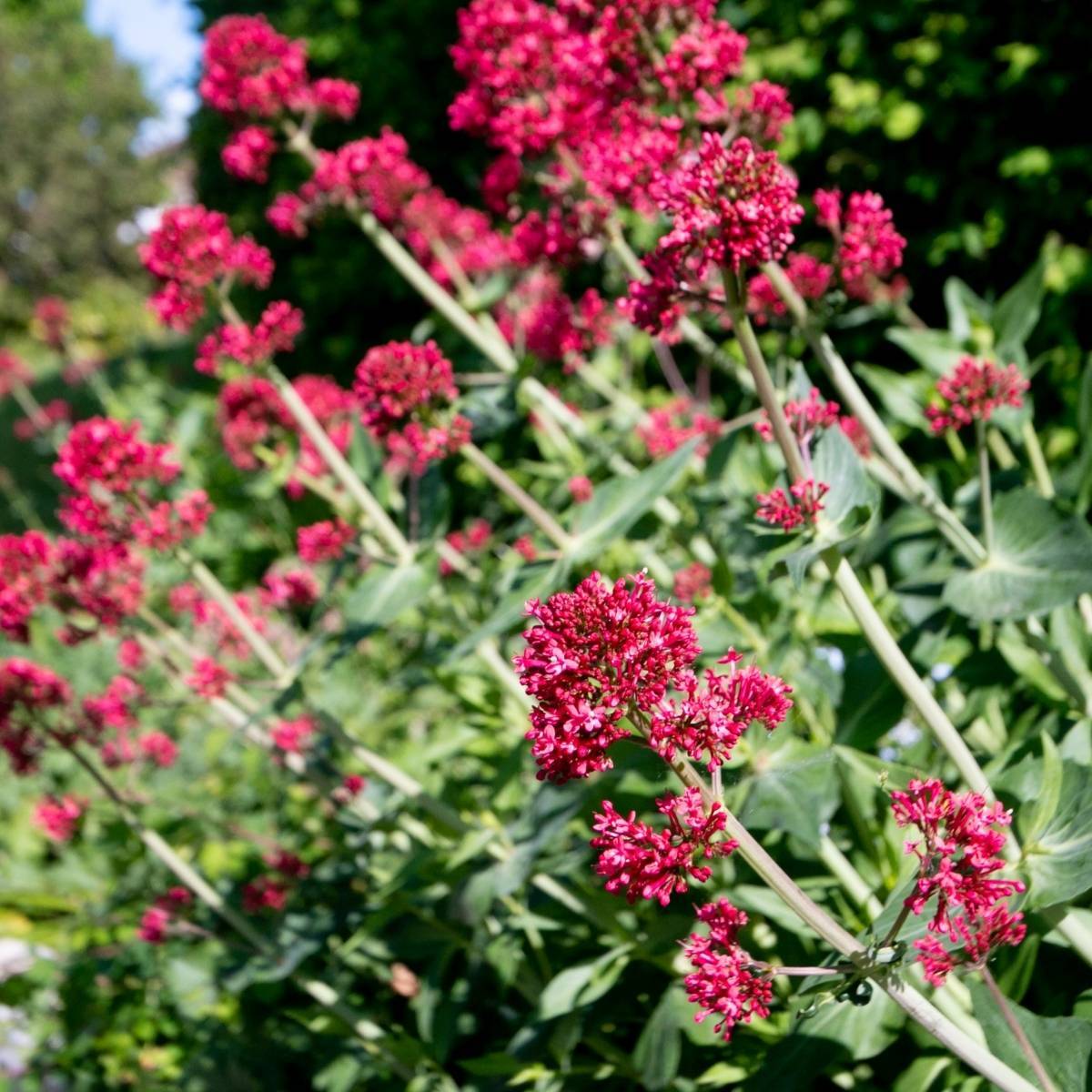 Red Valerian Centranthus Ruber Seeds – Heirloom Non-GMO Compact Flowering Seeds for Garden Planting