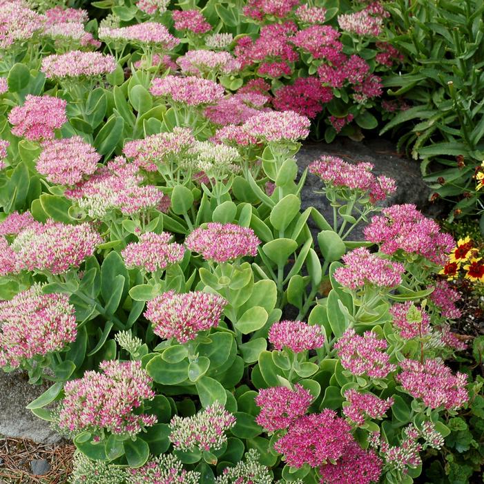 Pink Sedum Flower seeds for Planting Drought Tolerant, Heirloom & GMO Free Seeds for Home Garden seeds for planting