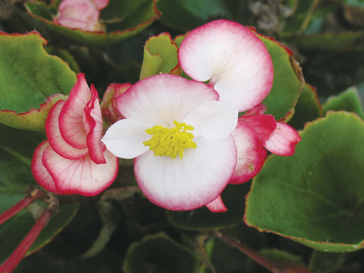 Ambassador Begonia Flower seeds for Planting Fragrant Blossoms Heirloom & GMO Free Seeds for Home Garden