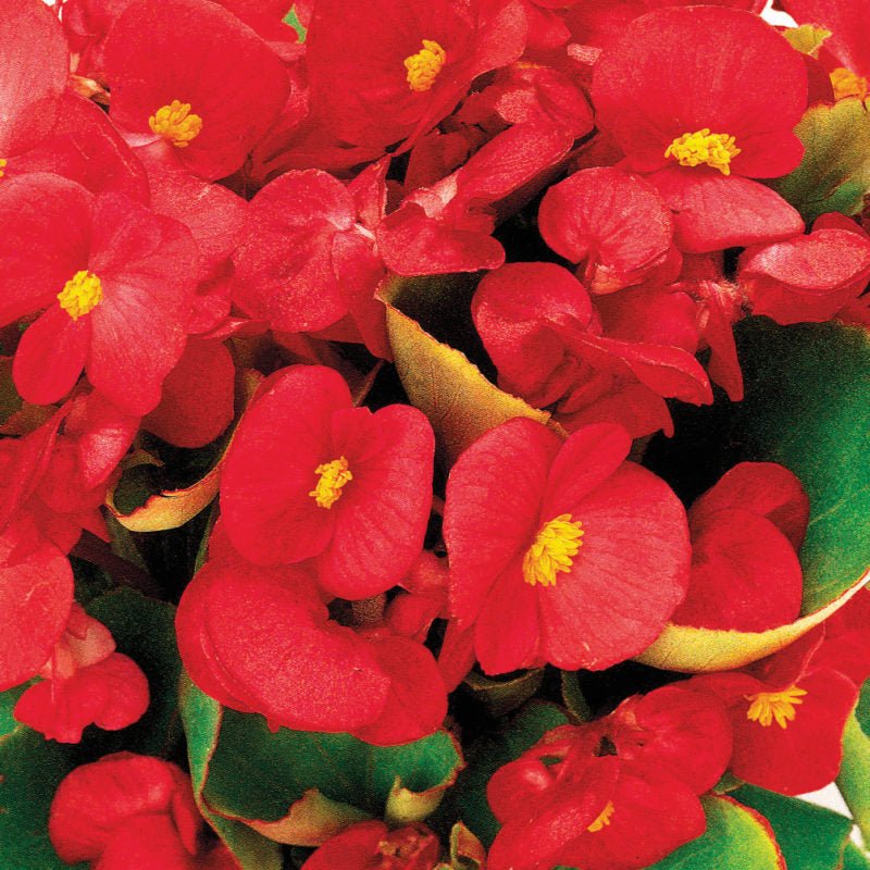 Ambassador Begonia Flower seeds for Planting Fragrant Blossoms Heirloom & GMO Free Seeds for Home Garden
