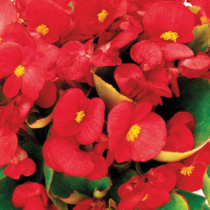 Ambassador Begonia Flower seeds for Planting Fragrant Blossoms Heirloom & GMO Free Seeds for Home Garden