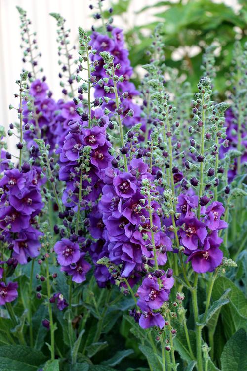 Premium Purple Mullein Flower seeds for Planting Pollinator Friendly, Heirloom & GMO Free Seeds for Home Garden seeds