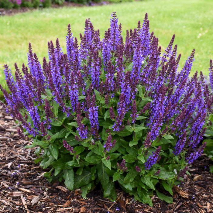 Premium Violet Salvia Meadow Sage Flower seeds for Planting Cottage Garden Essential, Heirloom & GMO Free Seeds for Home Garden seeds