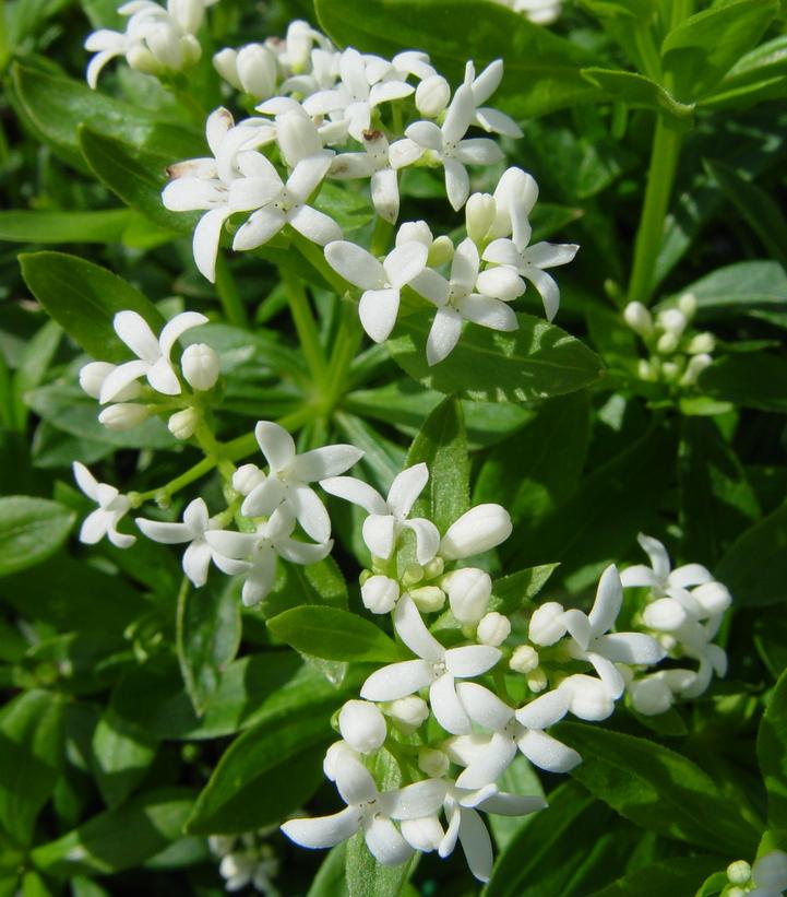 Woodruff Flower seeds for Planting Compact Growth, Heirloom & GMO Free Seeds for Home Garden vegetable and garden seeds