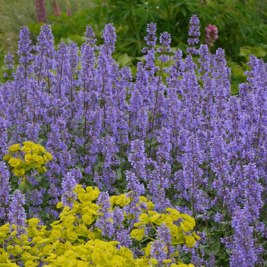 High quality Blue Petromarula Pinnata Flower seeds for Planting Wildflower Mix, Heirloom & GMO Free Seeds for Home Garden seeds pack
