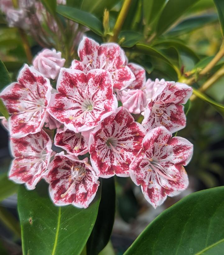 High quality Pink Kalmia Flower seeds for Planting Premium Quality, Heirloom & GMO Free Seeds for Home Garden seeds pack