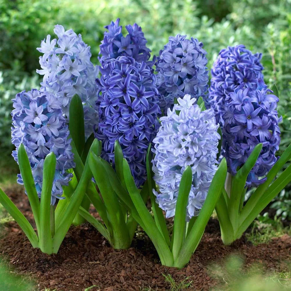 Premium Deep Blue Hyacinthus Orientalis Flower seeds for Planting Vibrant Colors, Heirloom & GMO Free Seeds for Home Garden seeds