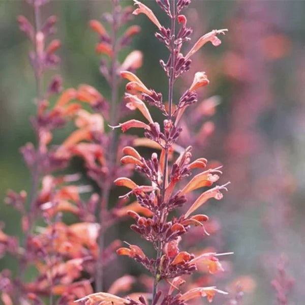 Premium Orange Agastache Navajo Flower seeds for Planting Pollinator Friendly, Heirloom & GMO Free Seeds for Home Garden seeds