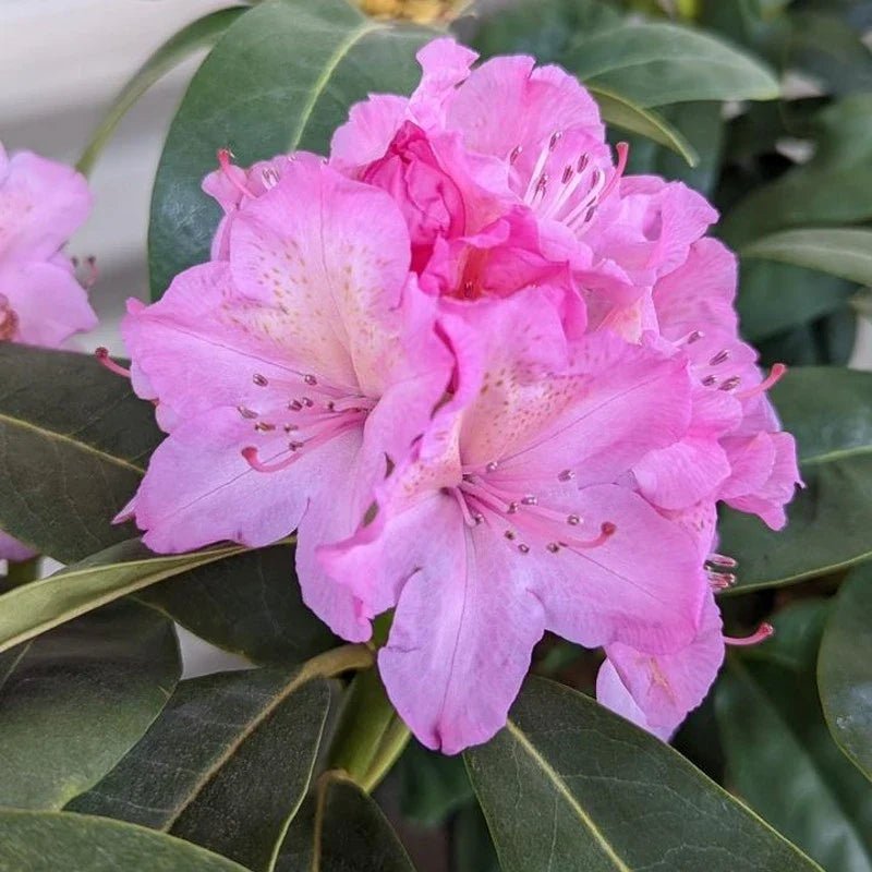 Premium Rhododendron Flower seeds for Planting Long Bloom Season Heirloom & GMO Free Seeds for Home Garden seeds