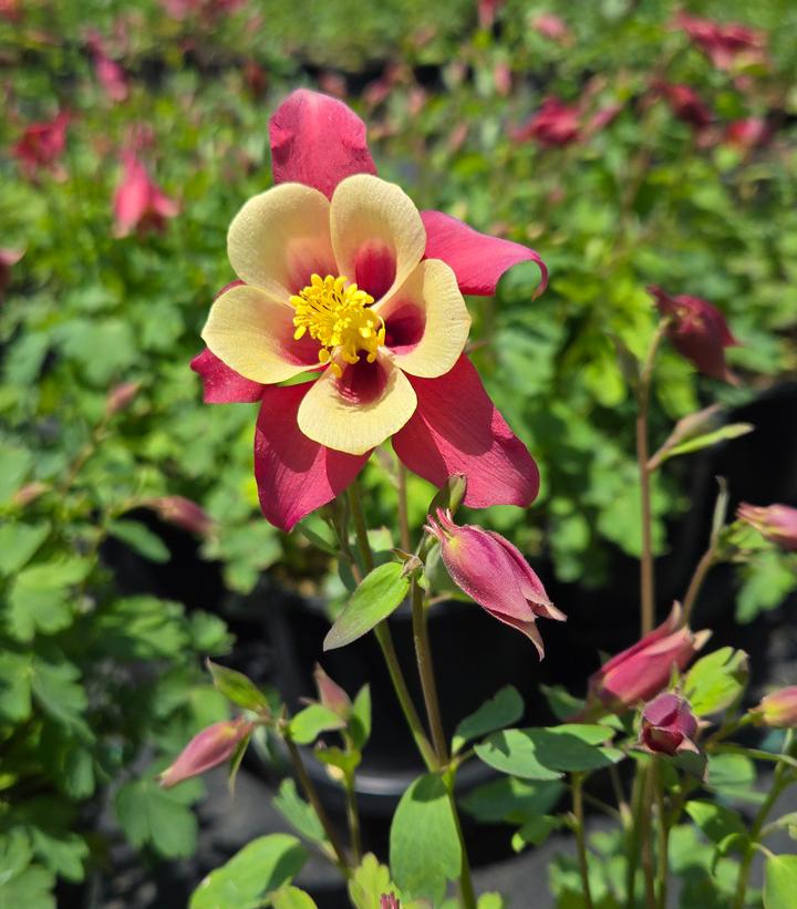 High quality Red Yellow Aquilegia Flower seeds for Planting Pollinator Friendly, Heirloom & GMO Free Seeds for Home Garden seeds pack