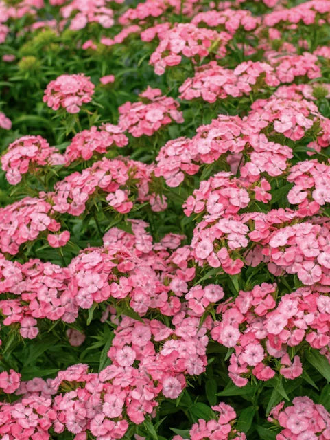 Light Pink Dianthus Flower seeds for Planting Hardy Variety, Heirloom & GMO Free Seeds for Home Garden vegetable and garden seeds