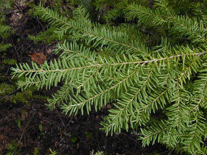 Planting Brown Tsuga Heterophylla Tree Seeds