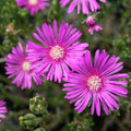 Purple Delosperma Flower seeds for Planting Bright Blooms, Heirloom & GMO Free Seeds for Home Garden seeds for planting