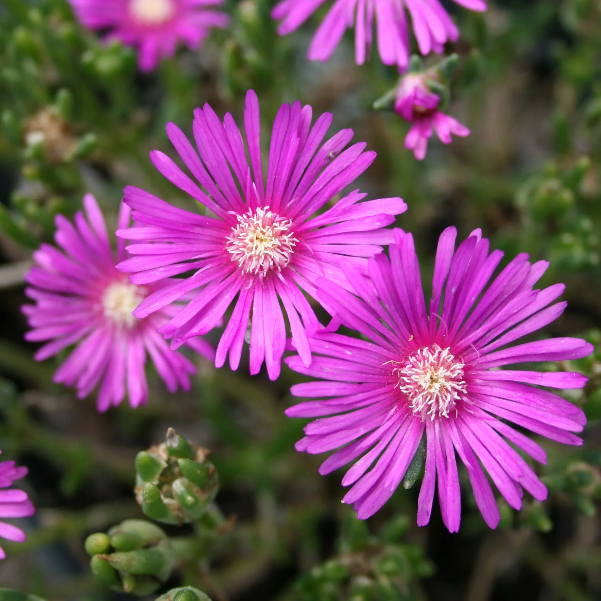 Purple Delosperma Flower seeds for Planting Bright Blooms, Heirloom & GMO Free Seeds for Home Garden seeds for planting