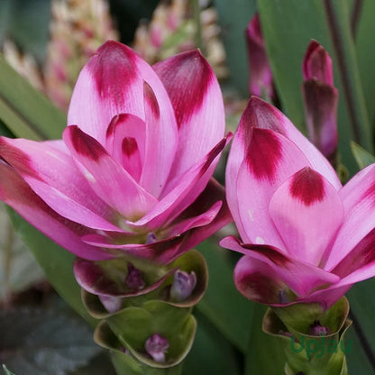 Curcuma Alismatifolia Flower seeds for Planting Garden Favorite Heirloom & GMO Free Seeds for Home Garden