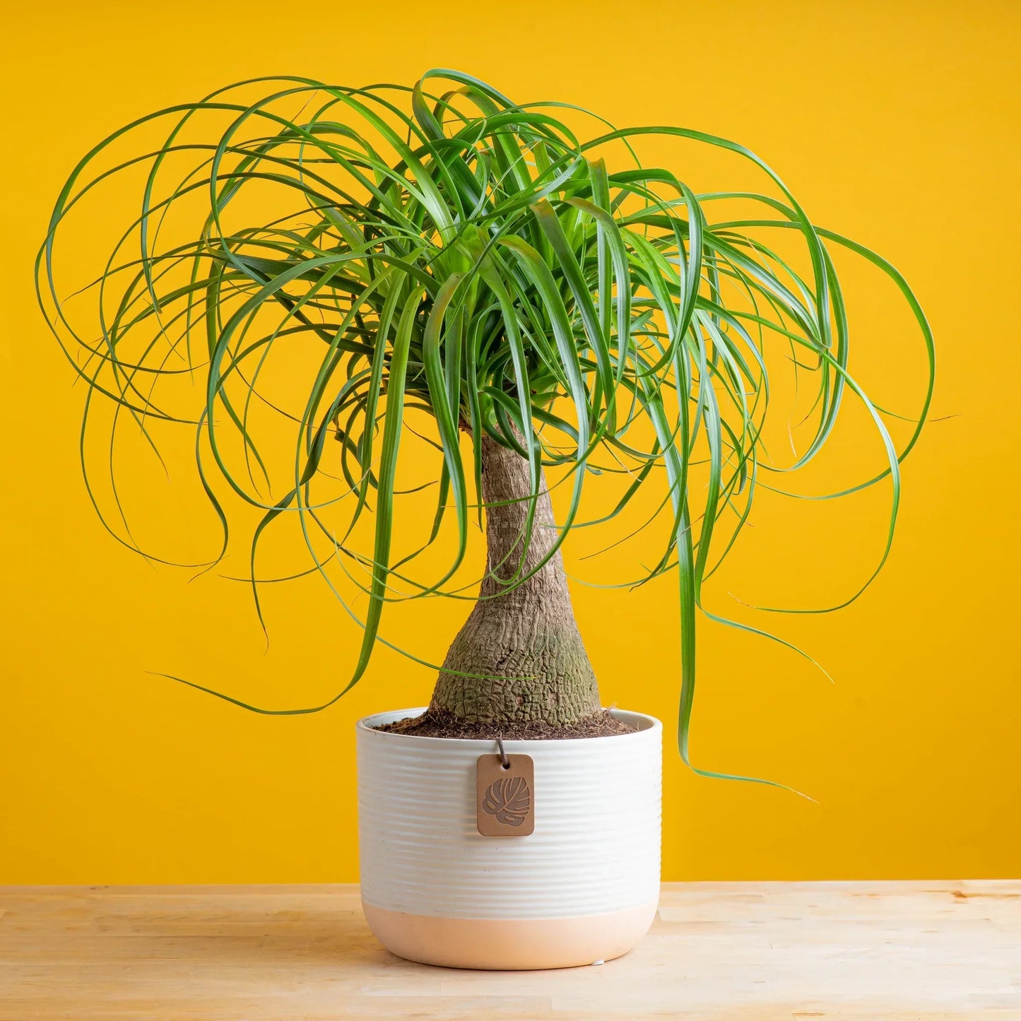 Ponytail Palm Seeds: Grow Beaucarnea Recurvata For A Unique Planting Experience Plant Seeds
