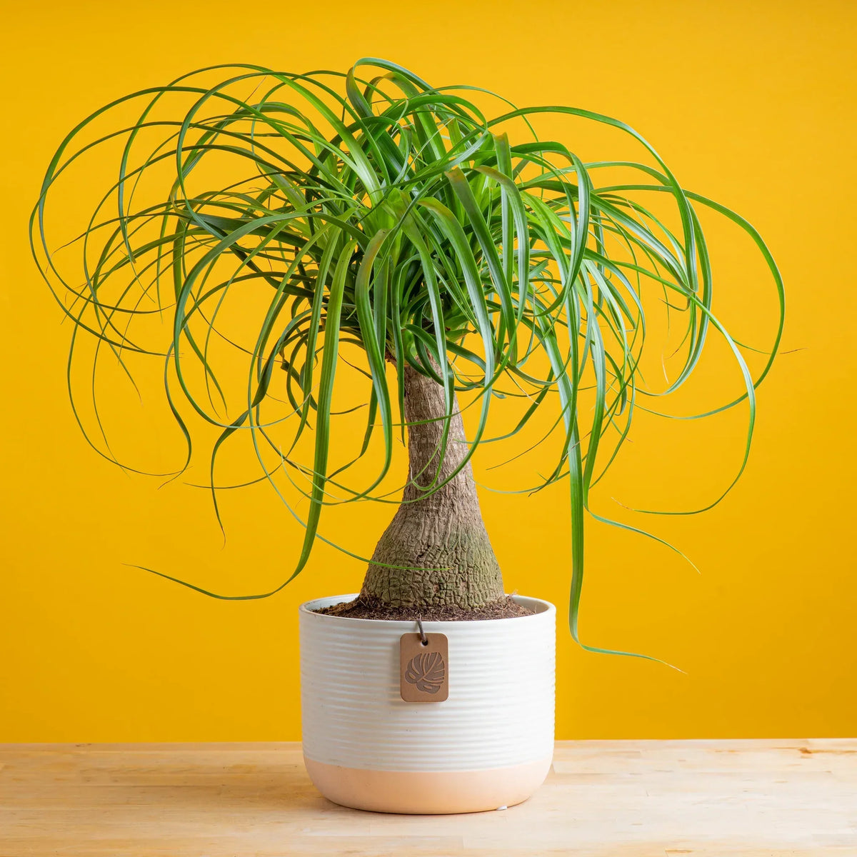 Ponytail Palm Seeds: Grow Beaucarnea Recurvata For A Unique Planting Experience Plant Seeds