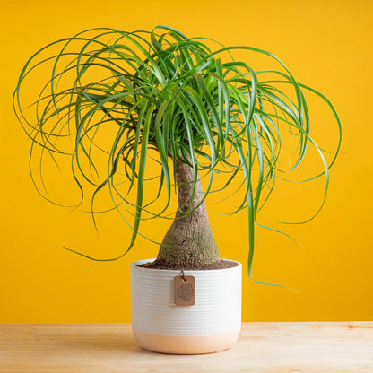 Ponytail Palm Seeds: Grow Beaucarnea Recurvata For A Unique Planting Experience Plant Seeds