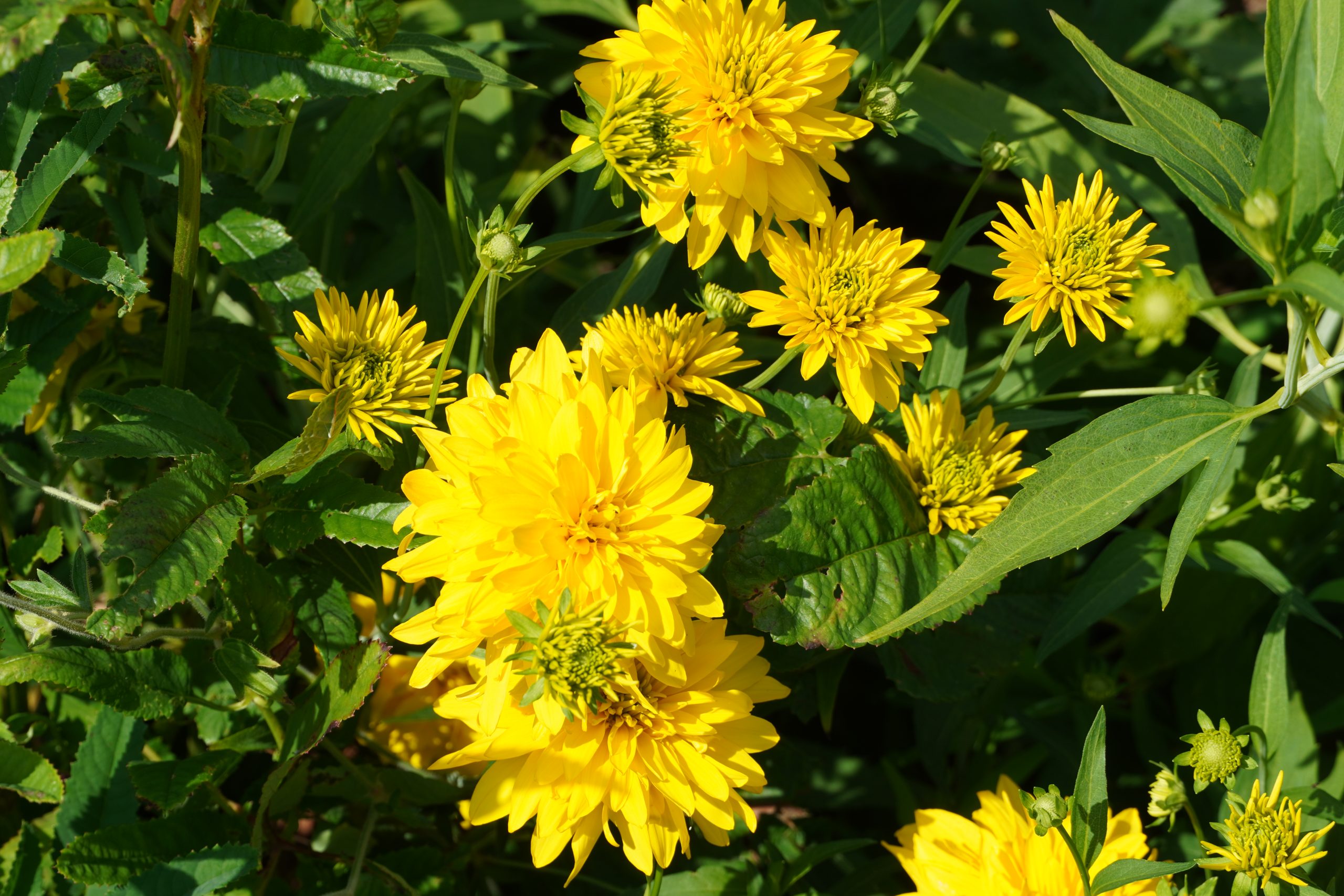 Premium Yellow Rudbeckia Goldstrum Flower seeds for Planting Compact Growth, Heirloom & GMO Free Seeds for Home Garden seeds