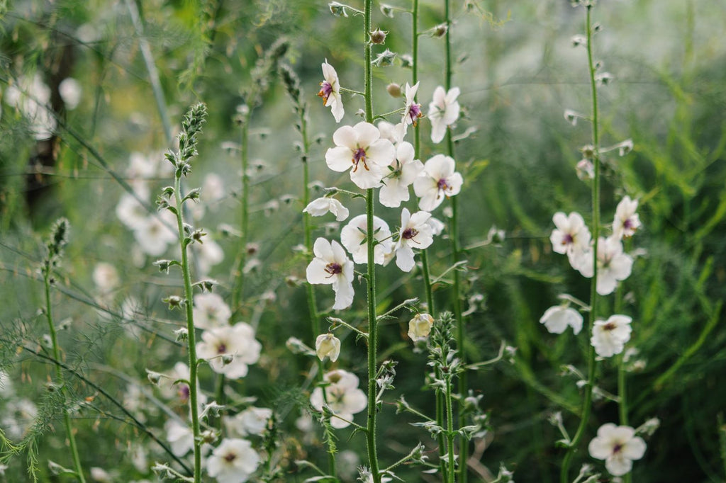 High quality White Verbascum Flower seeds for Planting Seasonal Bloomer, Heirloom & GMO Free Seeds for Home Garden seeds pack