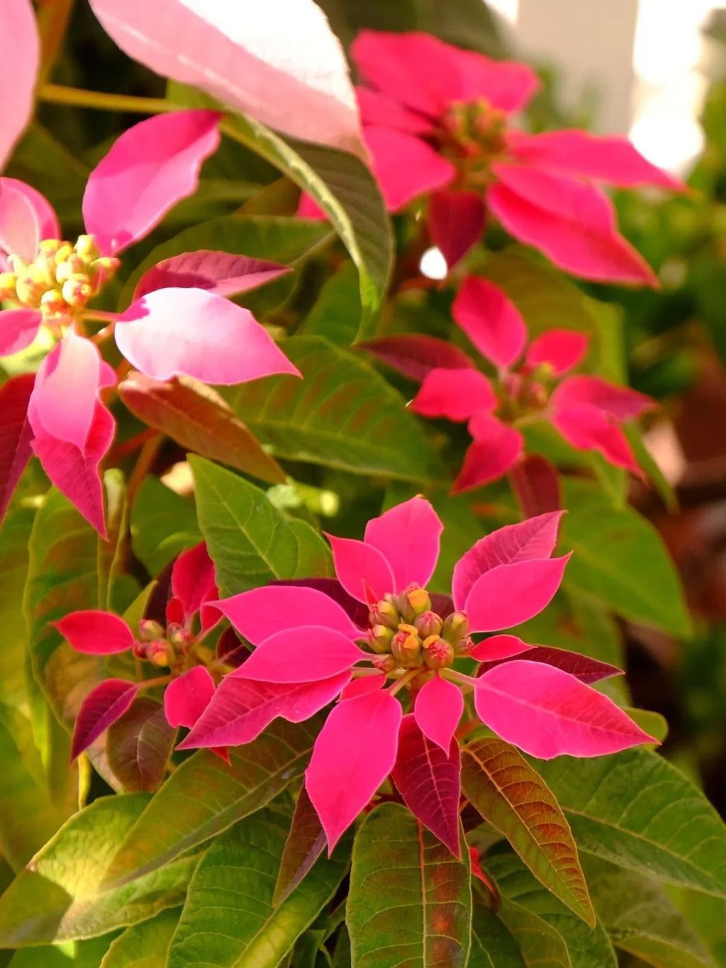 Premium Mixed Poinsettia Flower seeds for Planting Bright Blooms, Heirloom & GMO Free Seeds for Home Garden seeds
