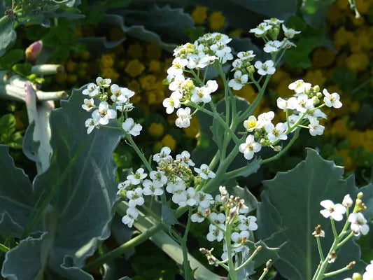 Seakale Flower seeds for Planting Low Maintenance, Heirloom & GMO Free Seeds for Home Garden vegetable and garden seeds