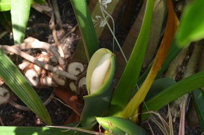 Philodendron Flower seeds for Planting Premium Quality Heirloom & GMO Free Seeds for Home Garden