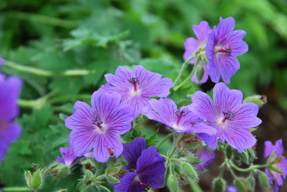 Cranesbill Geranium Flower seeds for Planting - Cut Flower Favorite, Heirloom & GMO Free Seeds for Home Garden