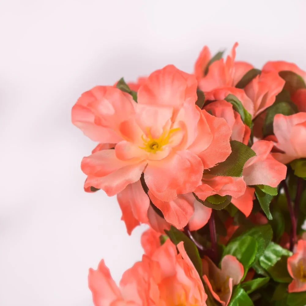 Pink Orange Camellia Flower seeds for Planting Low Maintenance, Heirloom & GMO Free Seeds for Home Garden vegetable and garden seeds