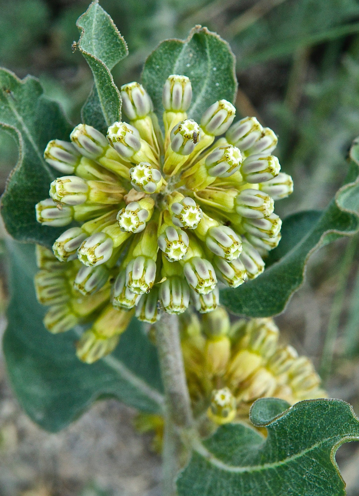 Asclepias Arenaria Flower seeds for Planting Vibrant Colors Heirloom & GMO Free Seeds for Home Garden