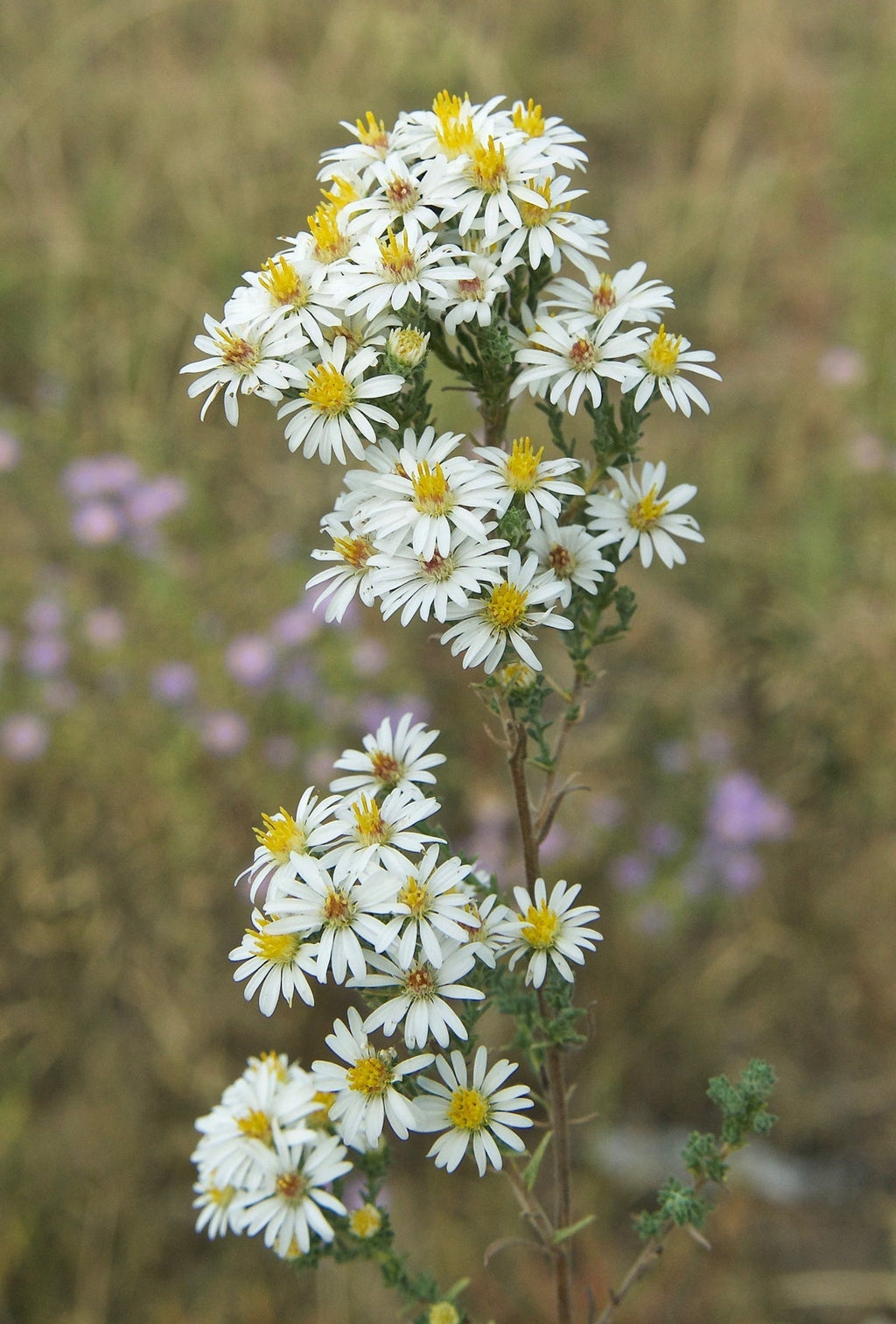 White Prairie Aster Flower seeds for Planting Cut Flower Favorite, Heirloom & GMO Free Seeds for Home Garden seeds for planting