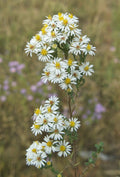 White Prairie Aster Flower seeds for Planting Cut Flower Favorite, Heirloom & GMO Free Seeds for Home Garden seeds for planting