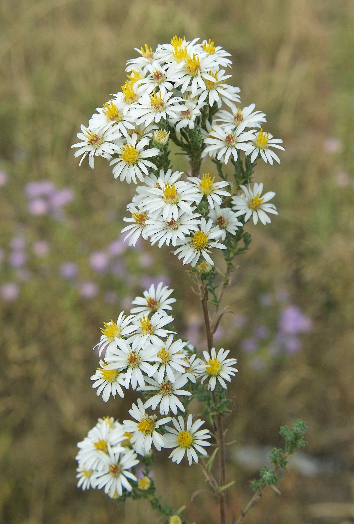White Prairie Aster Flower seeds for Planting Cut Flower Favorite, Heirloom & GMO Free Seeds for Home Garden seeds for planting