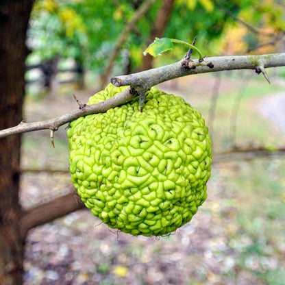 Osage Orange Seeds for Unique Tree Planting - Evergrowseeds