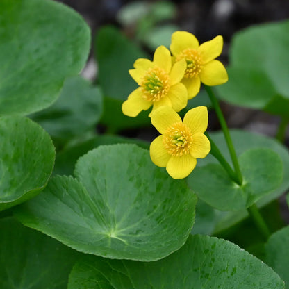 Marsh Marigold Flower seeds for Planting Hardy Variety Heirloom & GMO Free Seeds for Home Garden