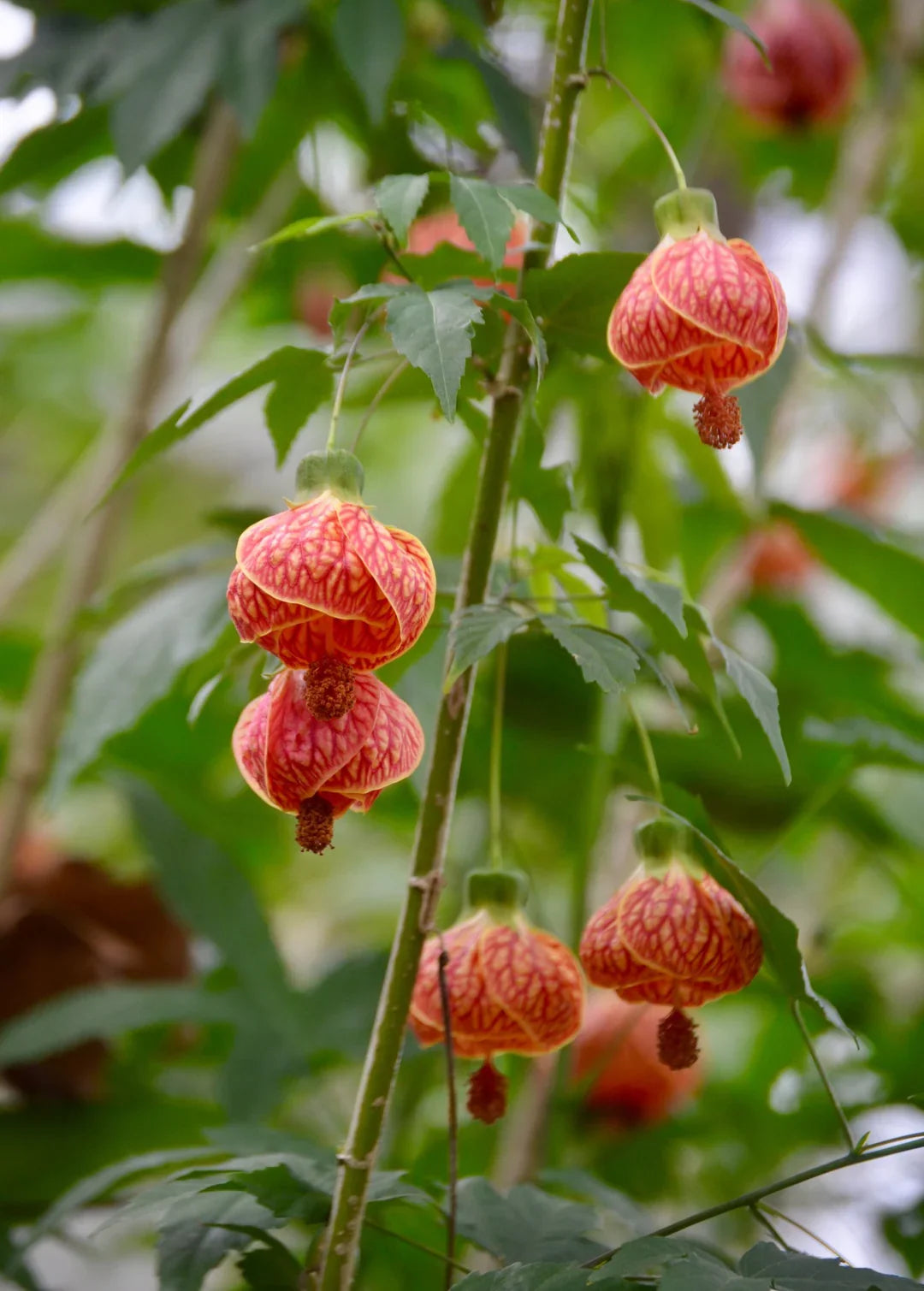 Maple Flower seeds for Planting, Fragrant Blossoms Heirloom & GMO Free Seeds for Home Garden