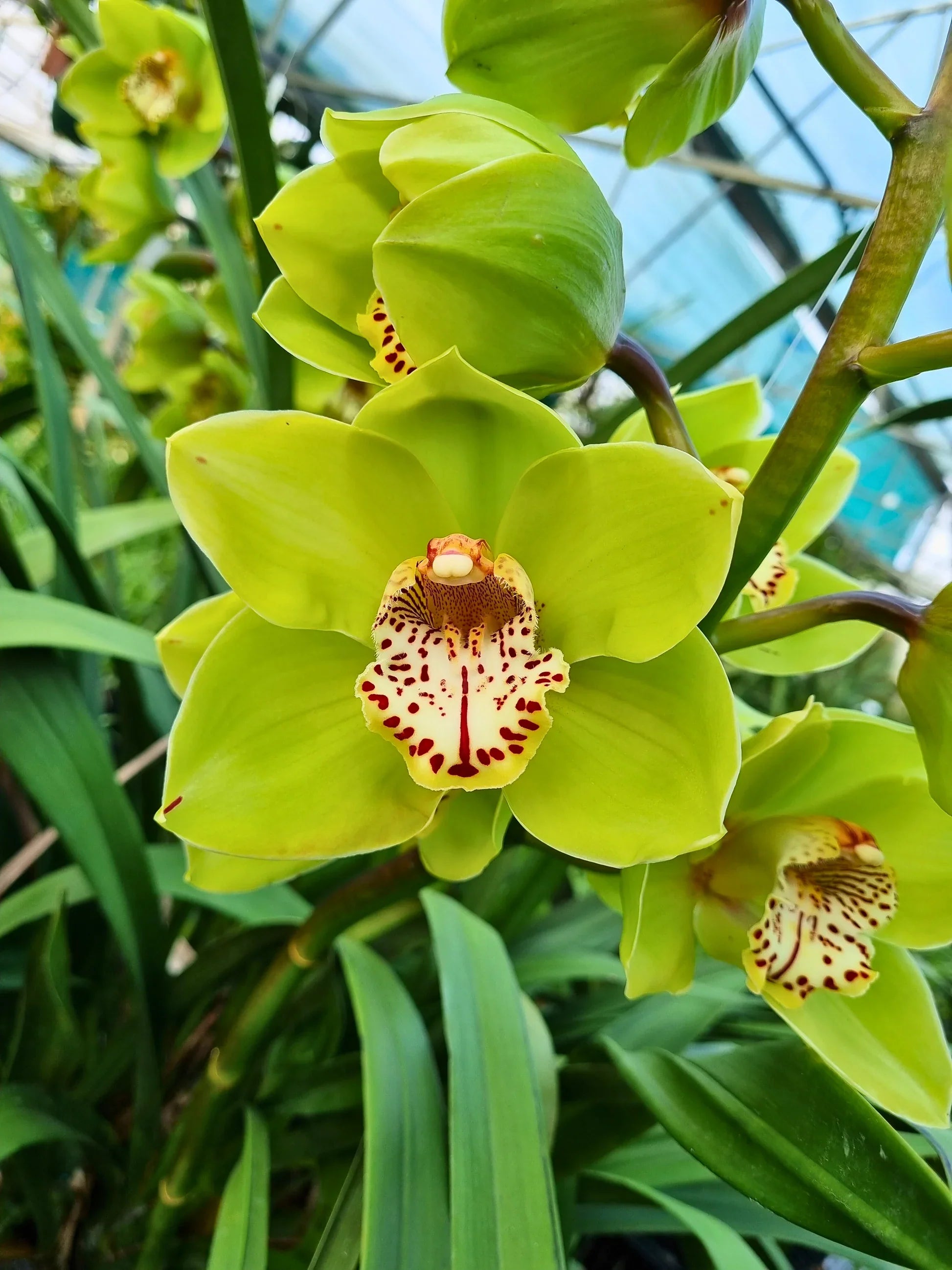 Cream Cymbidium Flower seeds for Planting Pollinator Friendly, Heirloom & GMO Free Seeds for Home Garden vegetable and garden seeds