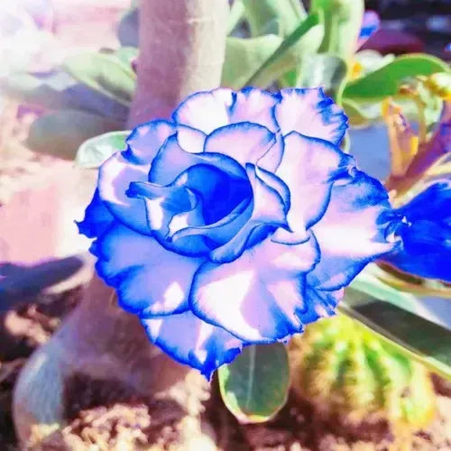 Blue Adenium Bonsai Flower seeds for Planting Drought Tolerant, Heirloom & GMO Free Seeds for Home Garden vegetable and garden seeds