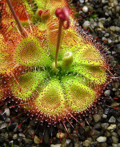 High quality Sundew Flower seeds for Planting Premium Quality, Heirloom & GMO Free Seeds for Home Garden seeds pack