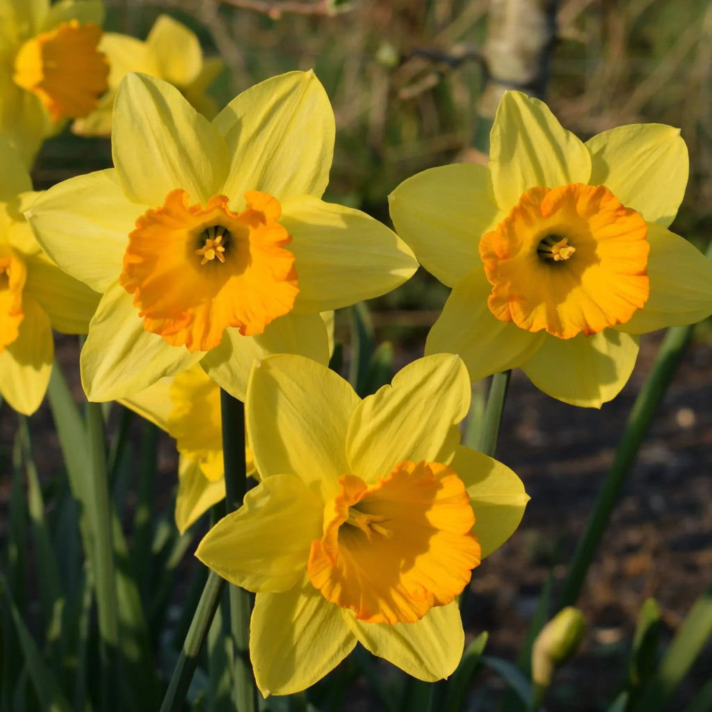 High quality Cream Orange Daffodil Flower seeds for Planting Shade Tolerant, Heirloom & GMO Free Seeds for Home Garden seeds pack