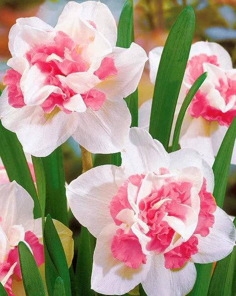 High quality Baby Pink White Daffodils Flower seeds for Planting Fragrant Blossoms, Heirloom & GMO Free Seeds for Home Garden seeds pack