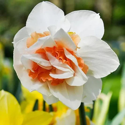 Premium Narciso Flower seeds for Planting Premium Quality, Heirloom & GMO Free Seeds for Home Garden seeds
