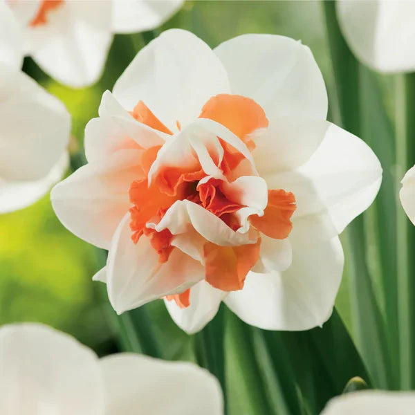 Narcissus Flower seeds for Planting Cut Flower Favorite, Heirloom & GMO Free Seeds for Home Garden vegetable and garden seeds