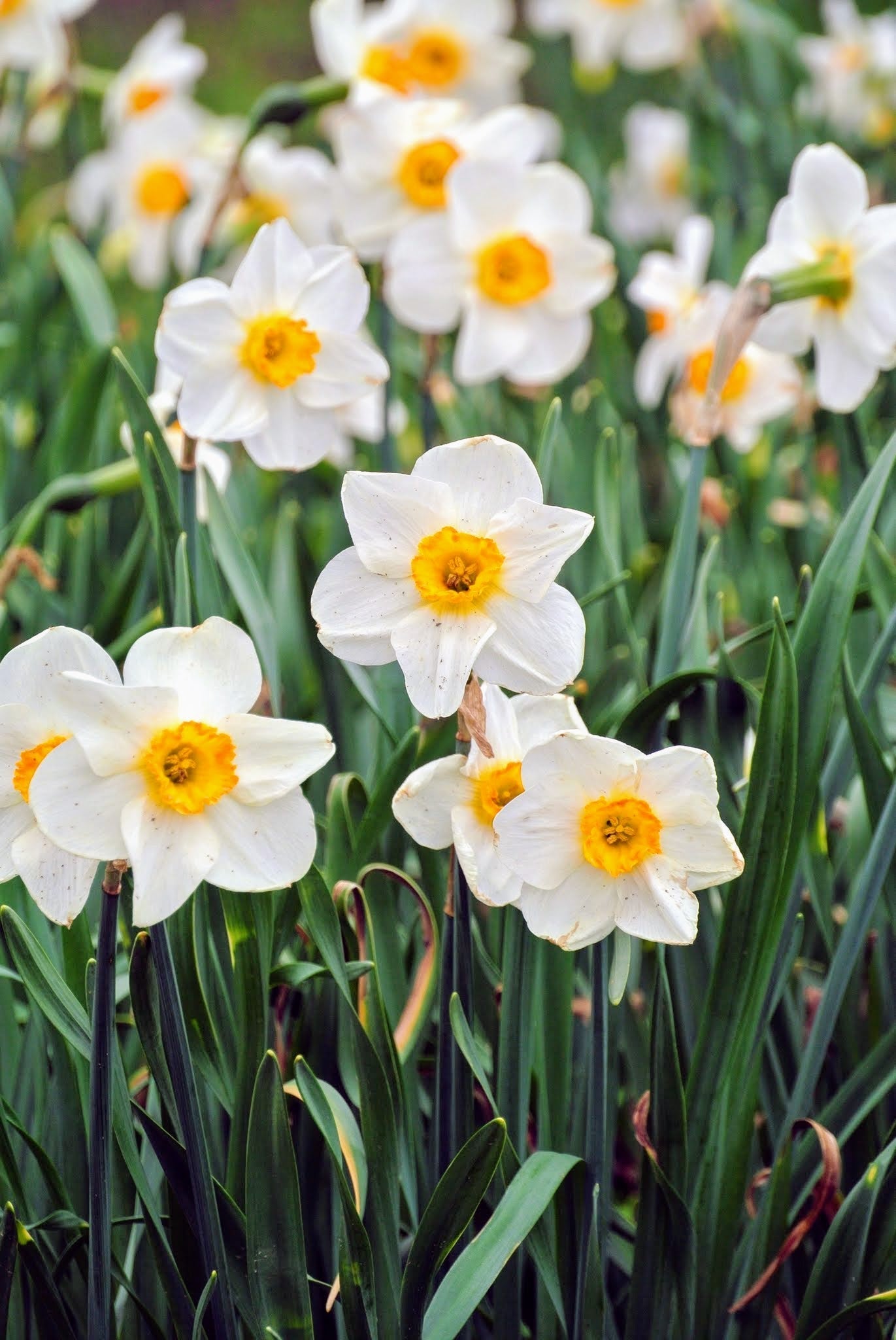 Vibrant Yellow Daffodil Spring Flowers