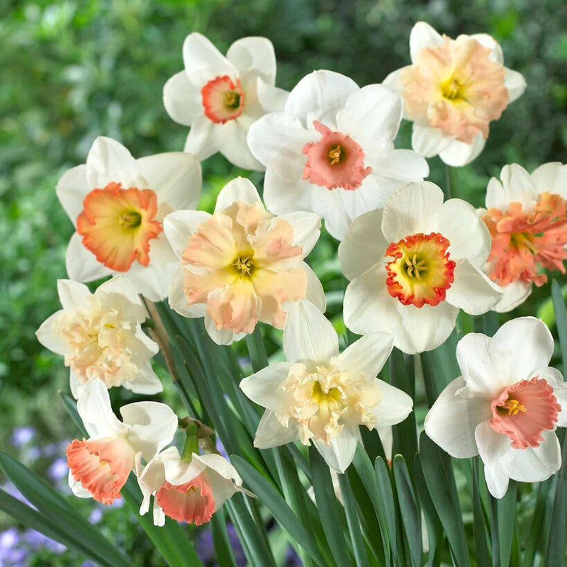 Daffodil Narcissus Flower seeds for Planting Wildflower Mix Heirloom & GMO Free Seeds for Home Garden