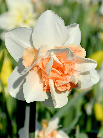 Double Narcissus Flower Seeds for Planting - White & Yellow Varieties