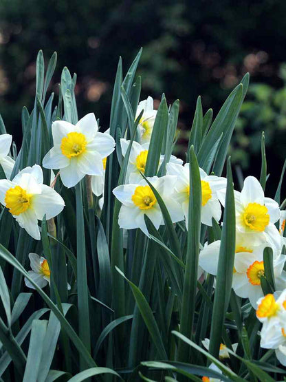 Daffodils Flower Seeds Planting White